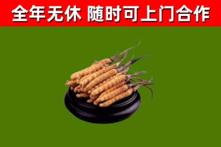 漾濞回收散虫草